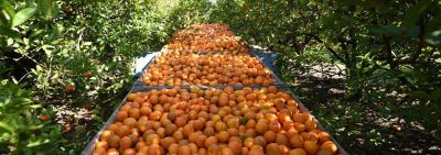 Aprobaron aportes por 16 millones de pesos para productores entrerrianos 