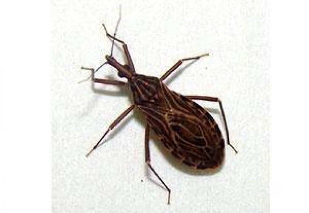 Suman voluntarios para una campa�a contra el Mal de Chagas