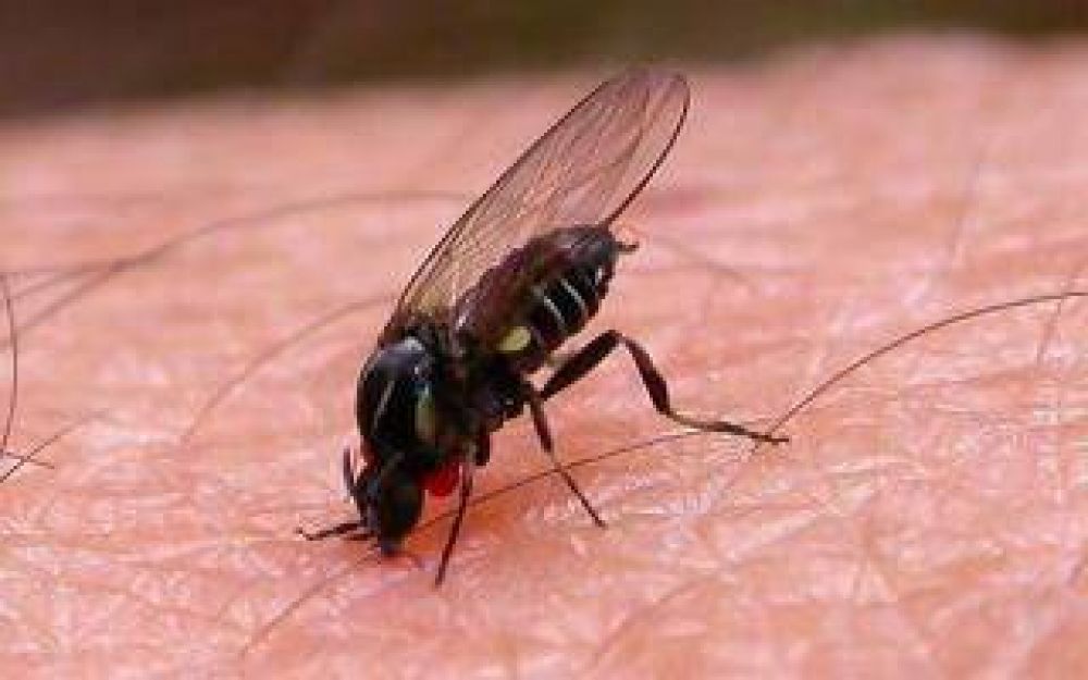 Lo que hay que saber del barig��, la mosca que molesta, pica y preocupa en la Cuenca del Salado