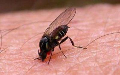 Lo que hay que saber del barig��, la mosca que molesta, pica y preocupa en la Cuenca del Salado