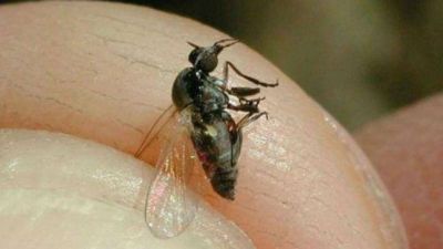 La plaga de mosca 