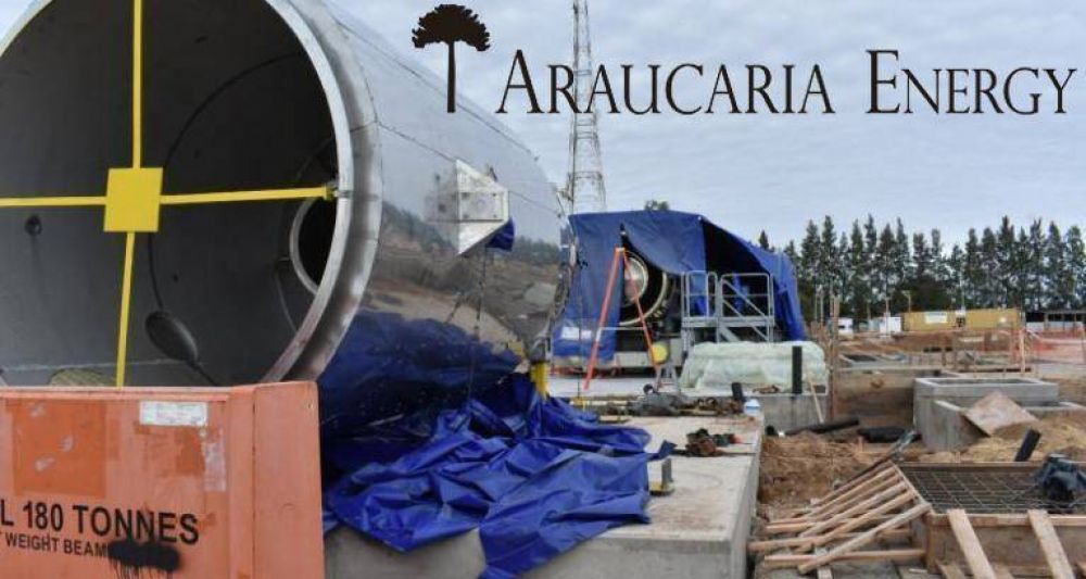 Araucaria: 