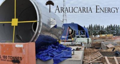 Araucaria: 