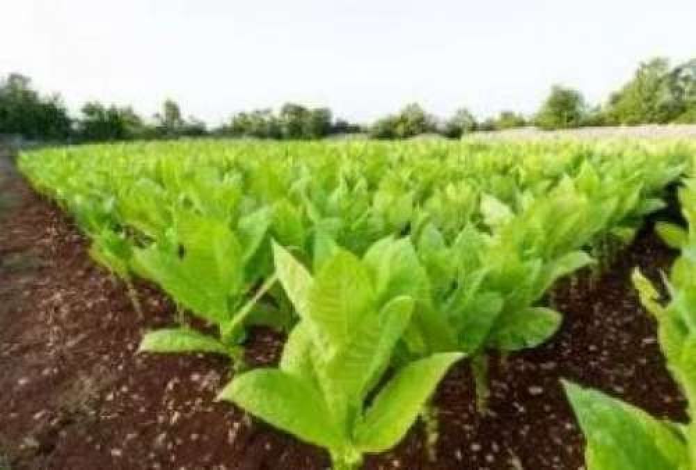 Naci�n liber� los fondos del Tabaco tras las quejas en Salta, Misiones y Jujuy