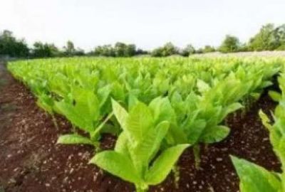 Naci�n liber� los fondos del Tabaco tras las quejas en Salta, Misiones y Jujuy
