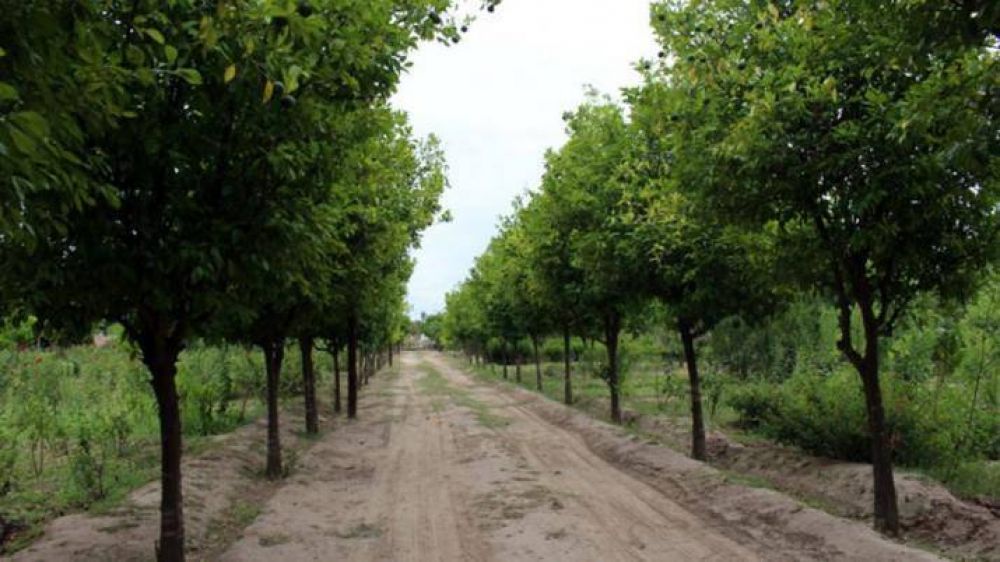 En 2017 se habr�n plantado 20.000 �rboles en la ciudad, seg�n el municipio