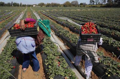 �La frutilla recuperar� su competitividad�