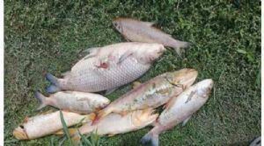Investigan las causas de la mortandad de peces en el Lujn