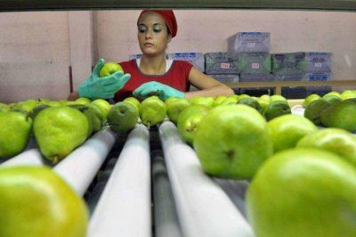 Productores frut�colas dicen que no hay a qui�n venderle