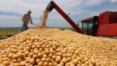 Se alcanzaron los consensos b�sicos para avanzar hacia una nueva ley de semillas 