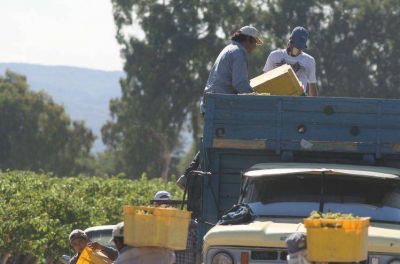Empezaron los tironeos por el precio de las uvas de la pr�xima vendimia
