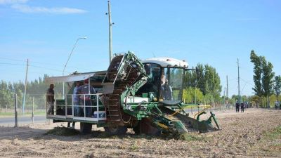 San Juan, ahora con la mayor superficie y producci�n de tomate del pa�s