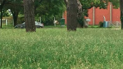 Abandono, pastos altos y falta de mantenimiento y limpieza en los barrios
