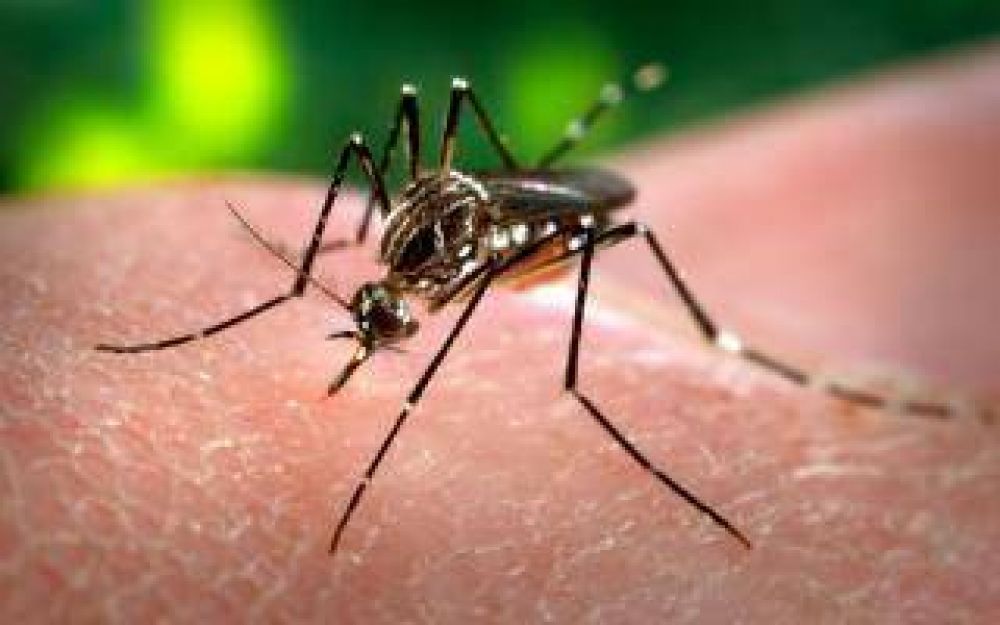Vicente L�pez brinda recomendaciones para prevenir el Dengue, Zika y Chikungunya
