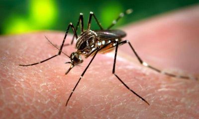 Se detectaron larvas del mosquito transmisor de dengue en Barrio Luj�n