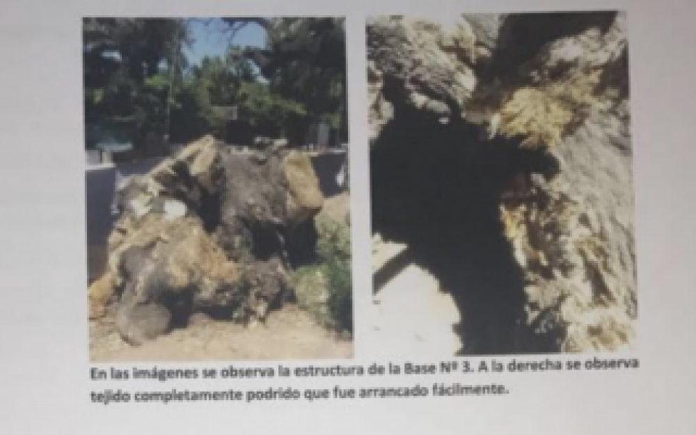 Hist�rico omb� de Vicente L�pez retirado estaba sin vida y pod�a caerse, aclararon desde el municipio