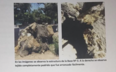 Hist�rico omb� de Vicente L�pez retirado estaba sin vida y pod�a caerse, aclararon desde el municipio