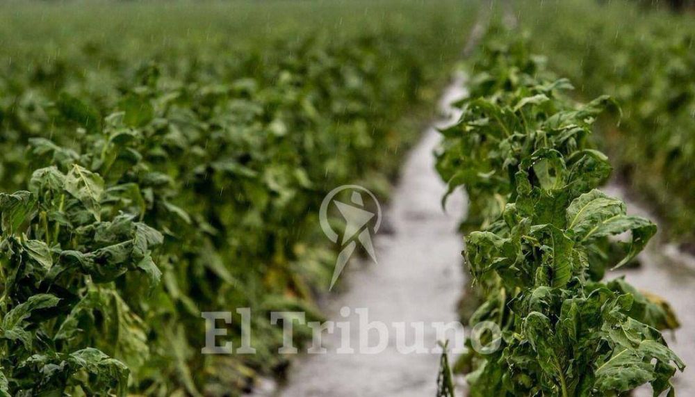 El granizo le costar� $1.200 millones al sector tabacalero