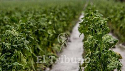 El granizo le costar� $1.200 millones al sector tabacalero