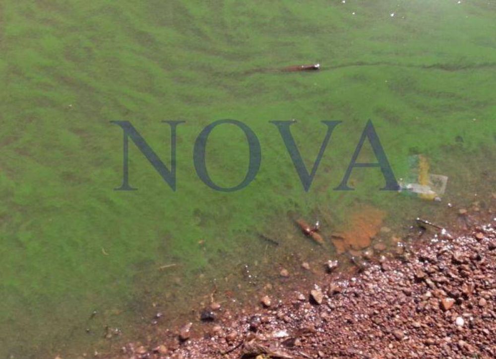 San Nicols: algas txicas en el ro Paran ponen en alerta a vecinos