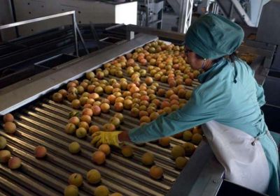 Hay mucha fruta, vale poco y en el Sur piden subsidio