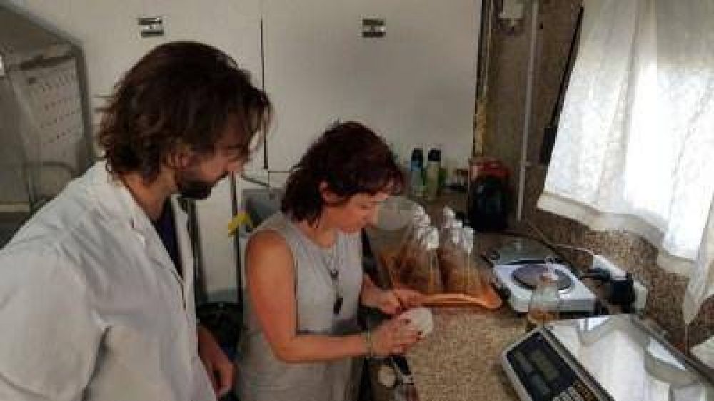 Producir�n hongos comestibles a partir de reciclado de basura