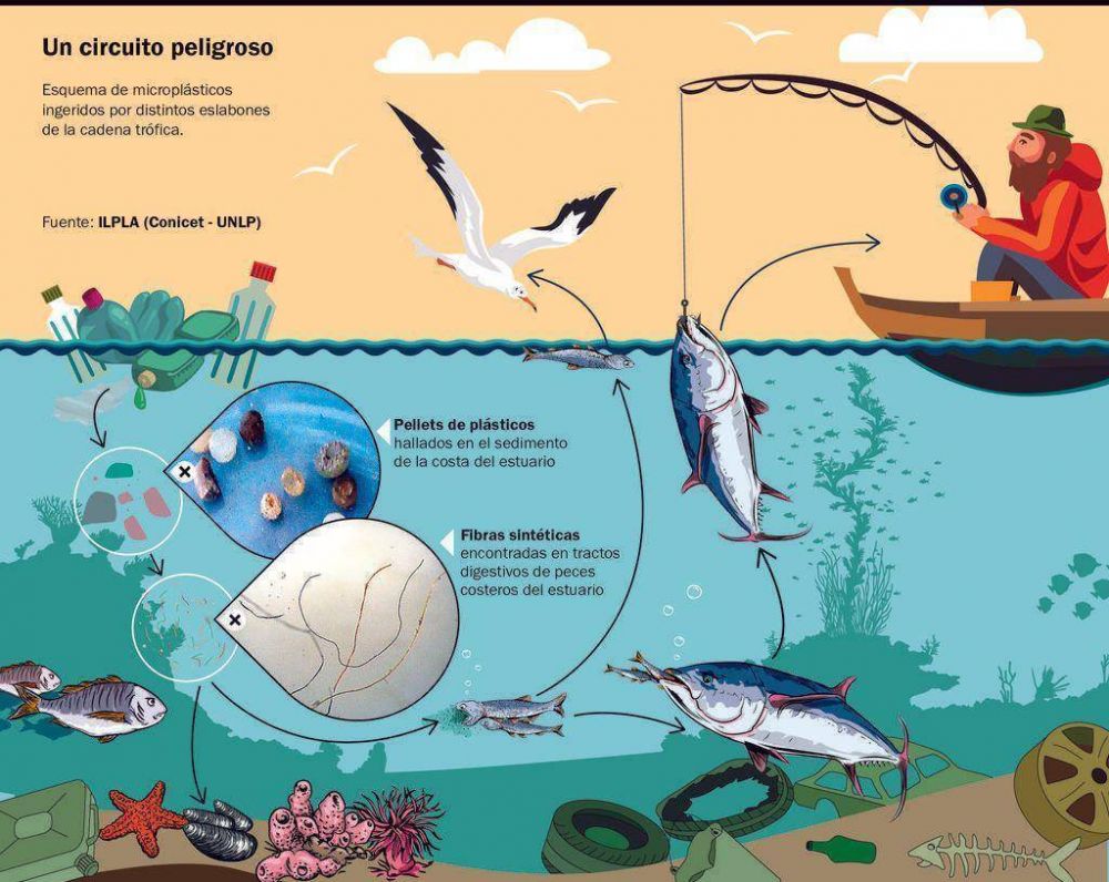 Detectan preocupante contaminaci�n con pl�sticos en los peces de la Regi�n