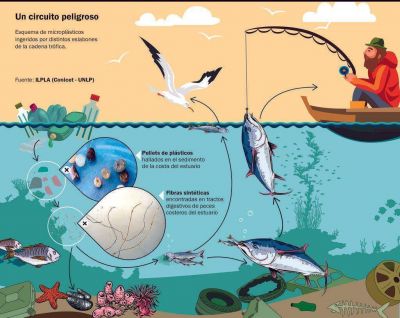 Detectan preocupante contaminaci�n con pl�sticos en los peces de la Regi�n