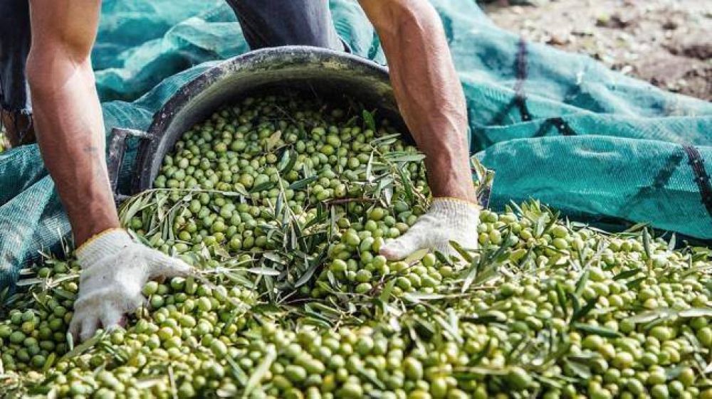 Peligran 10.000 puestos laborales de la industria olivícola catamarqueña