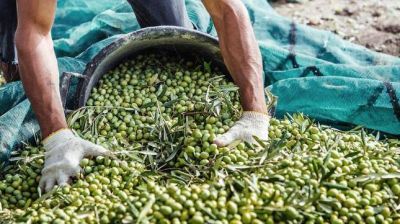 Peligran 10.000 puestos laborales de la industria oliv�cola catamarque�a