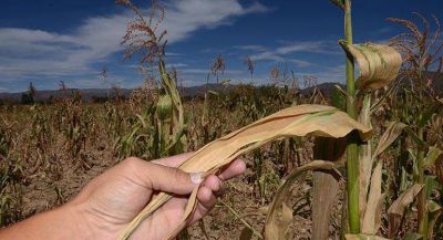 Millonarias p�rdidas por la sequ�a en el Sudoeste de la Provincia