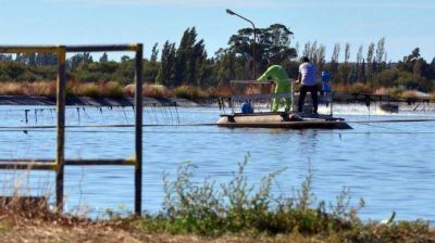 En abril licitar�n la nueva planta clocal