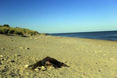 Necochea: preocupa la aparici�n de 37 los lobos marinos muertos en el Puerto Quequ�n