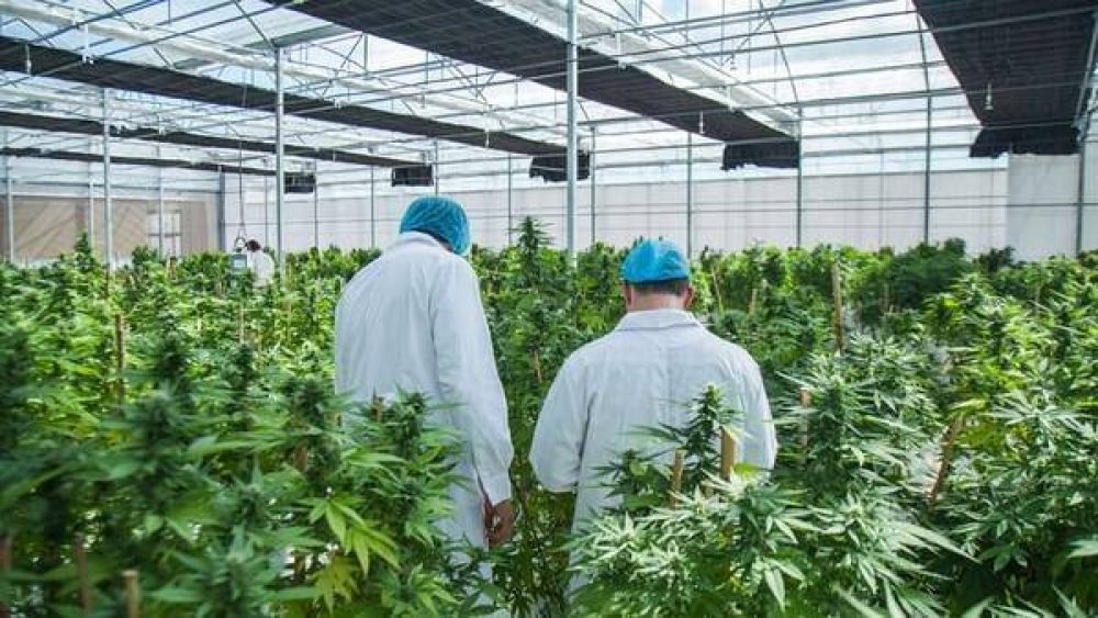 A un ao de la ley, primer avance del Gobierno para que el Estado cultive cannabis con fines mdicos