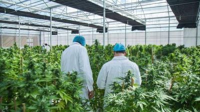 A un a�o de la ley, primer avance del Gobierno para que el Estado cultive cannabis con fines m�dicos