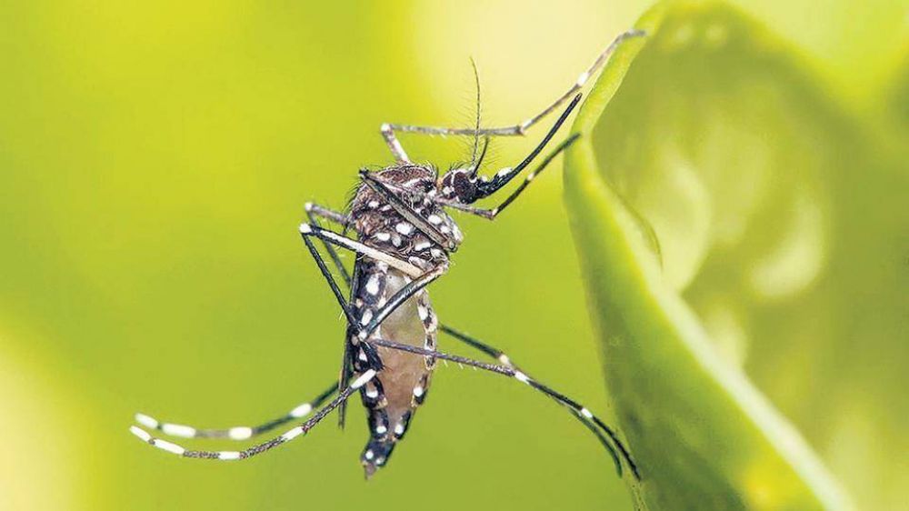 Se triplic el dengue porteo