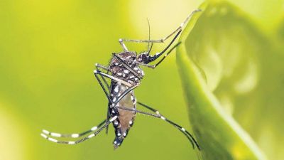 Se triplic� el dengue porte�o