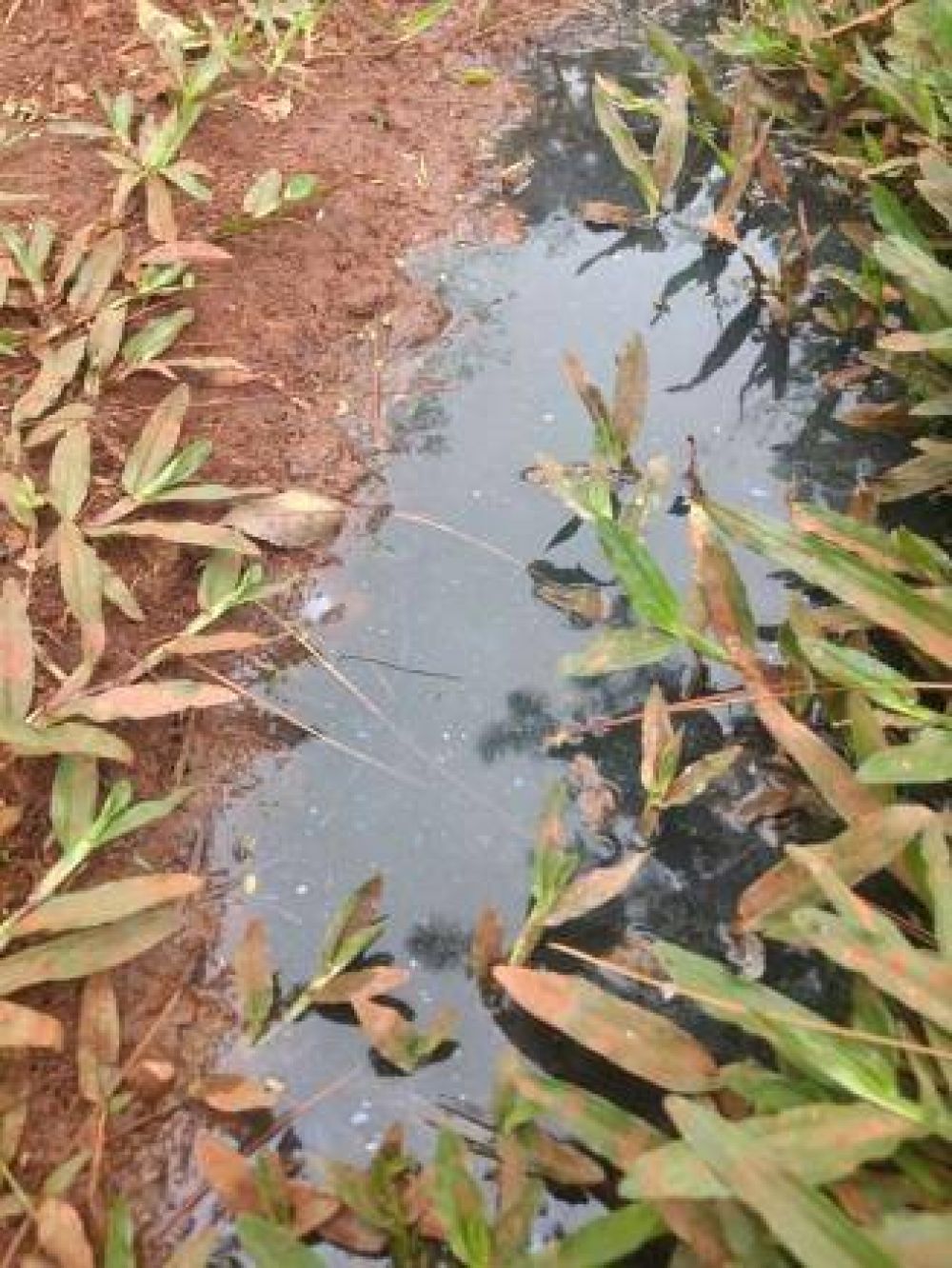 Agua contaminada y abandono estatal en Pueblo Chico