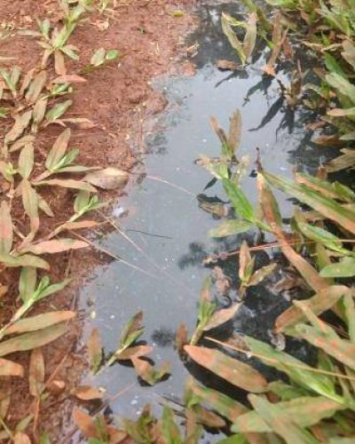 Agua contaminada y abandono estatal en Pueblo Chico
