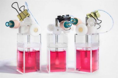 Crean un coraz�n en miniatura para probar medicamentos de forma segura