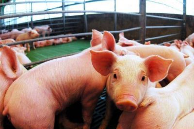 La importaci�n de cerdo preocupa a los productores porcinos de la provincia de Buenos Aires