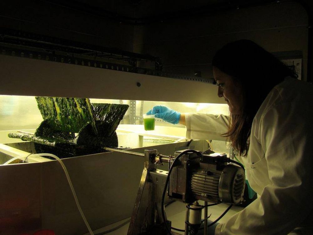 Microalgas y bacterias para producir energ�a renovable y reducir las emisiones de gases de efecto invernadero