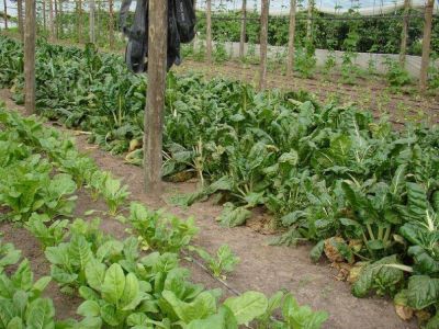 Capacitan a ingenieros en asesor�a fitosanitaria
