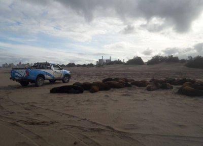 Puerto Quequ�n firm� convenio con la Universidad de Mar del Plata para el desarrollo de un Plan de Monitoreo de la Fauna