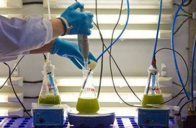 Bioadhesivos a partir de residuos de producci�n de biodi�sel con microalgas