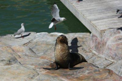 Puerto de Quequ�n avanza en planes para proteger lobos marinos