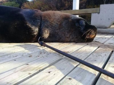 �El plan del Puerto funciona?: Ambientalista salv� otro lobo marino