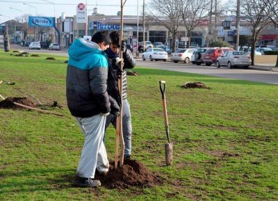Recuperaci�n de espacios verdes: contin�a con la forestaci�n de la Avenida 59