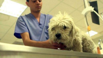 Vuelven a alertar sobre los riesgos de residuos biopatog�nicos veterinarios