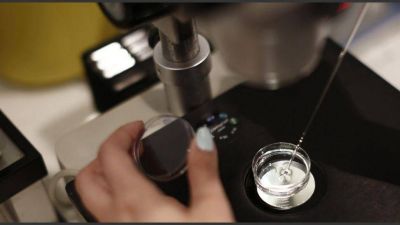 Se cumplen 40 a�os del nacimiento del primer beb� de probeta en el mundo